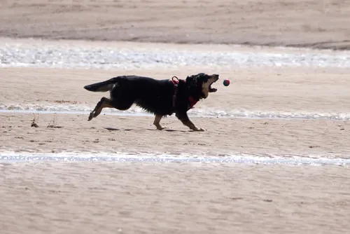 This landscape photograph captures a dog in motion as it attempts to catch a ball on the sandy beach at Sutton on Sea, located in Lincolnshire, England. Taken during the early afternoon in late spring, the image shows the animal mid-action, embodying the energetic activity commonly seen among dogs on the United Kingdom’s coastline. The beach setting, characteristic of Sutton on Sea, highlights both the natural environment and a popular recreational activity in this region of England, with the focus on animals—specifically dogs—enjoying their freedom on the open sand.
